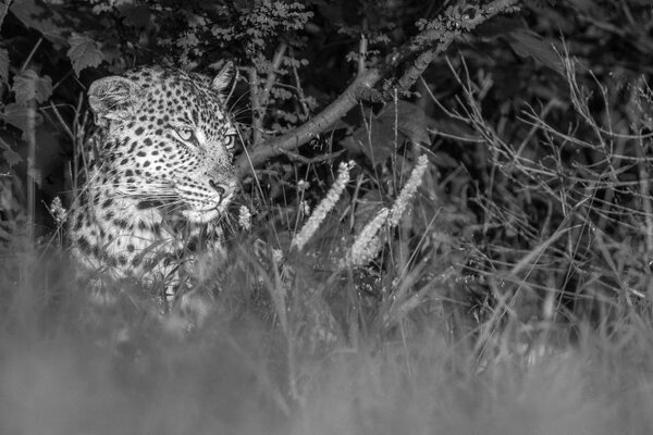 Leopard hiding in the bushes in the Kalahari.