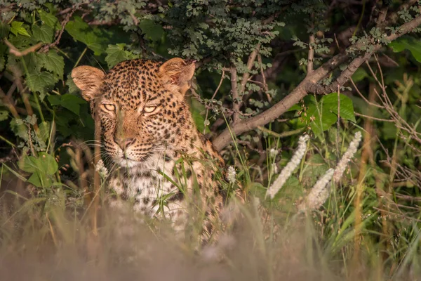 Леопард прячется в кустах в Калахари . — стоковое фото