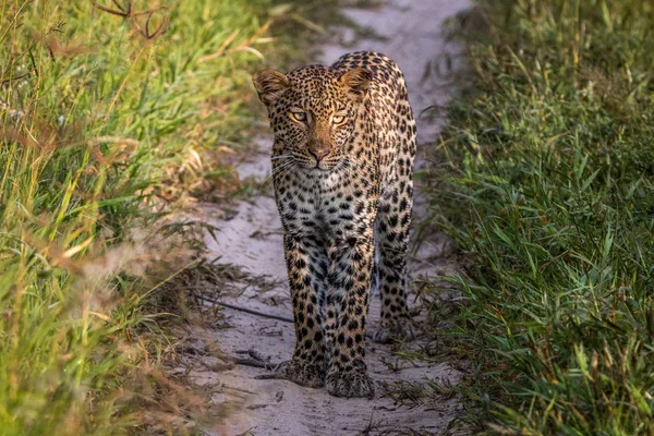 Leopardo em pé na areia no Kalahari . — Fotografia de Stock