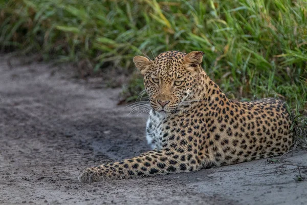 Leopardo deitado na areia no Kalahari . — Fotografia de Stock