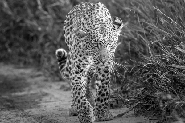 Леопард идет к камере . — стоковое фото