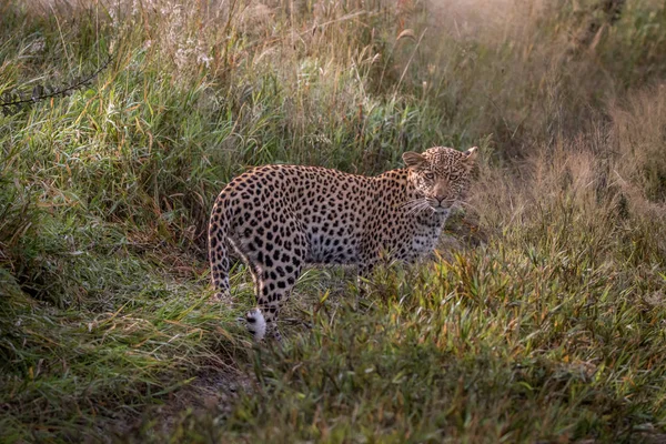 Leopardo em pé na areia no Kalahari . — Fotografia de Stock