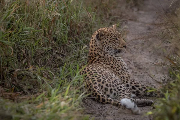 Leopard, Układanie na piasku w Kalahari. — Zdjęcie stockowe