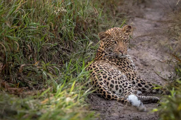 Leopardo deitado na areia no Kalahari . — Fotografia de Stock