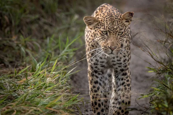 Leopard gyaloglás felé a kamera. — Stock Fotó