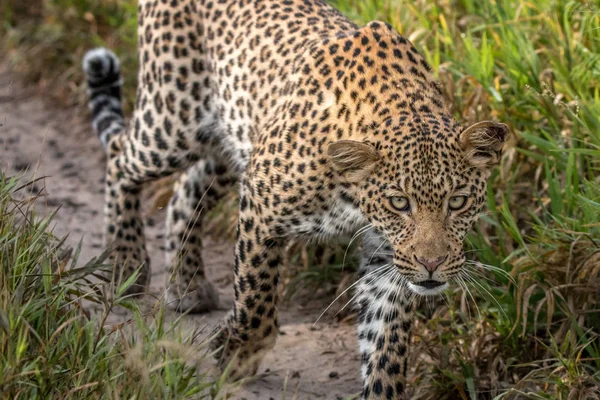 Леопард йде до камери . — стокове фото