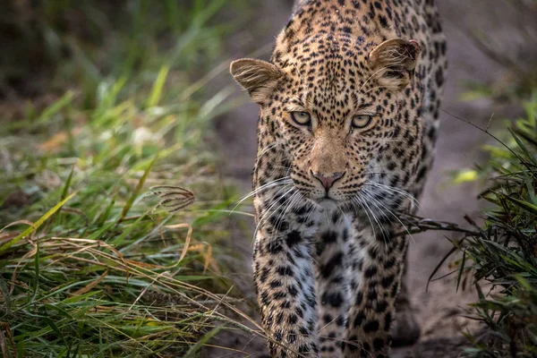 Leopardo caminando hacia la cámara . — Foto de Stock