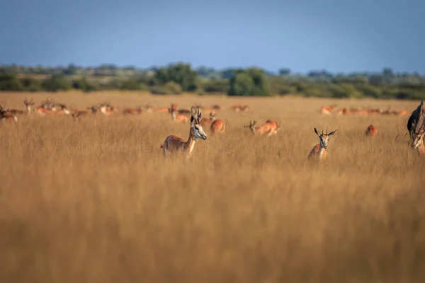 Stádo Springboks stojící ve vysoké trávě. — Stock fotografie