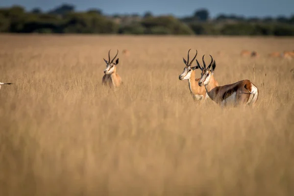 Stádo Springboks stojící ve vysoké trávě. — Stock fotografie
