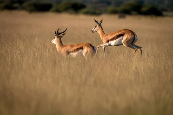 Stado Springboks stojąc w wysokiej trawie. — Zdjęcie stockowe