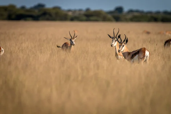 Herd of Springboks standing in the high grass. — Stock Photo, Image