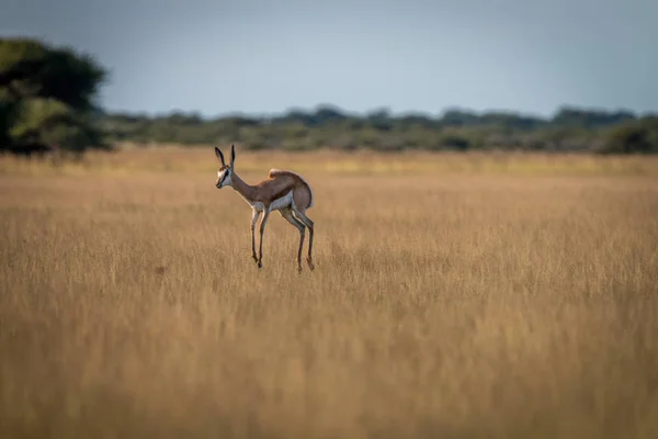 Antilopa skákavá pronking ve vysoké trávě. — Stock fotografie