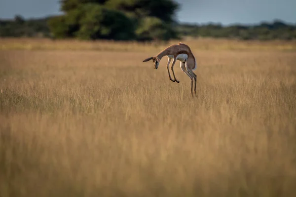 Springbok pronking i det höga gräset. — Stockfoto