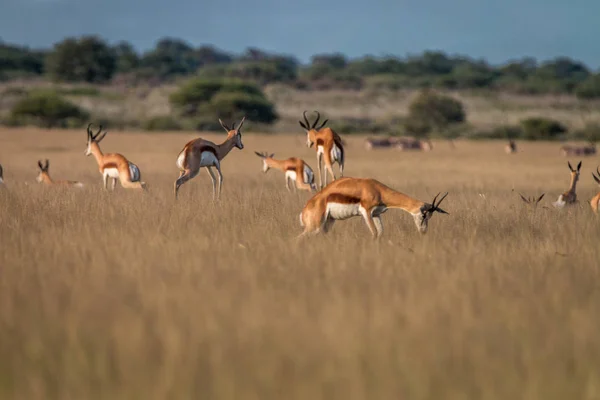 Springbok pronking a magas fűben. — Stock Fotó