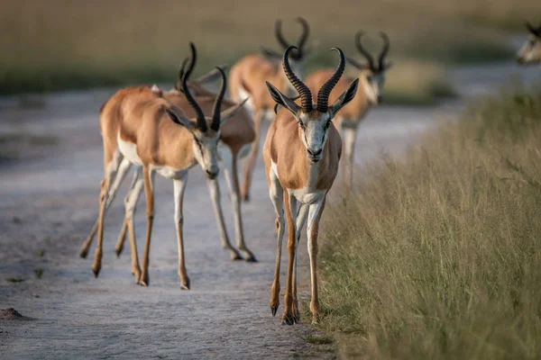 Springbok de pé na estrada . — Fotografia de Stock