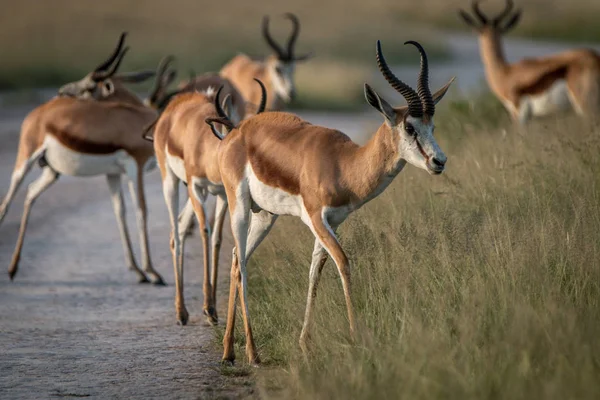 Springbok de pé na estrada . — Fotografia de Stock
