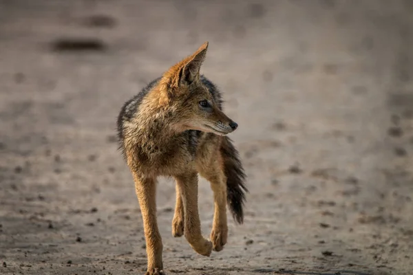 Black-backed jakhals lopen naar de camera. — Stockfoto