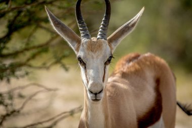 Springbok Kalagadi içinde yakın çekim.