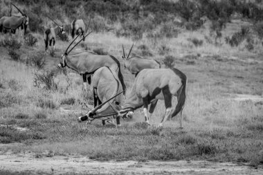 İki Gemsboks de cephede mücadele.