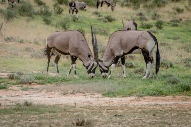İki Gemsboks de cephede mücadele.