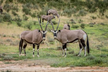 İki Gemsboks kameraya yıldızı.
