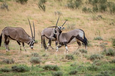 İki Gemsboks de cephede mücadele.