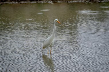 Sarı gagalı balıkçıl ayakta su.
