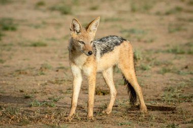 Etrafa kara sırtlı çakal.