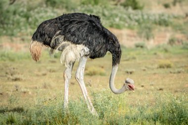 Erkek devekuşu ayakta çim.