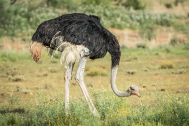 Erkek devekuşu ayakta çim.