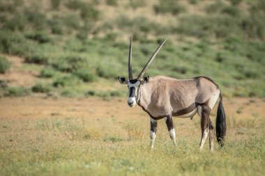 Gemsbok ayakta çim.