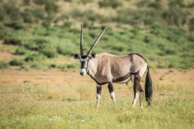 Gemsbok ayakta çim.