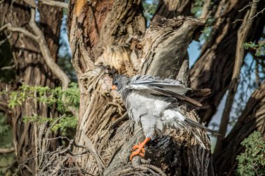 Dal soluk ilahi çakır kuşu.