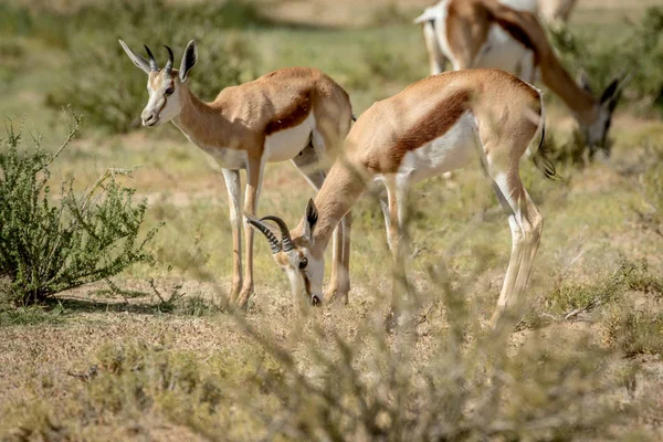 Rebanho de Springbok em pé na grama . — Fotografia de Stock