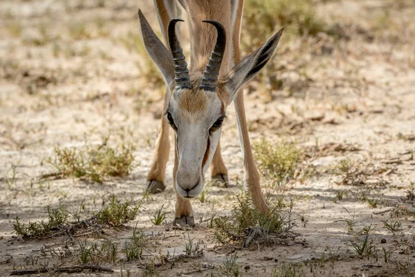 Nahaufnahme eines Springbocks im Kalagadi. — Stockfoto