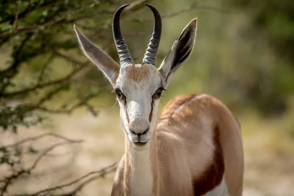 Zblízka Springbok v Kalagadi. — Stock fotografie