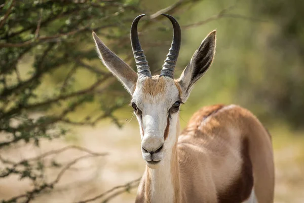 Fechar de um Springbok no Kalagadi . — Fotografia de Stock