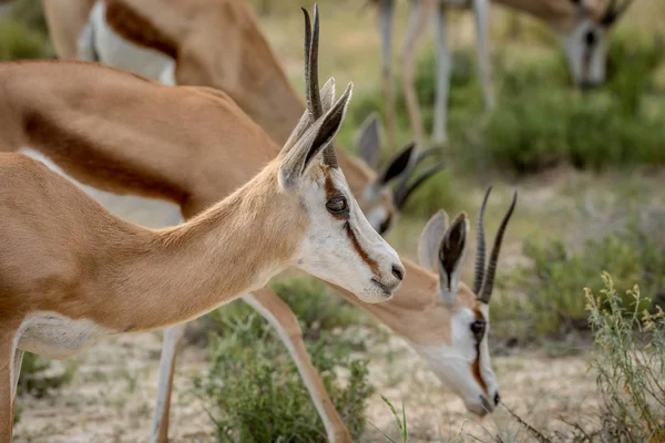 Primo piano di uno Springbok nelle Kalagadi . — Foto Stock