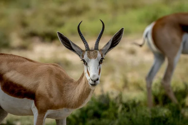 Springbok Kalagadi içinde yakın çekim. — Stok fotoğraf