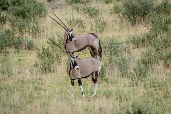 Two Gemsbok standing in the grass. — Stock Photo, Image