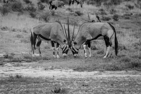 Două Gemsboks luptă în iarbă . — Fotografie, imagine de stoc