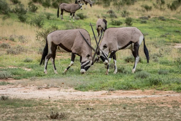 Dois Gemsboks lutando na grama . — Fotografia de Stock