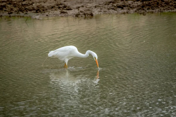 Yellow-billed egret standing in the water. — Stock Photo, Image