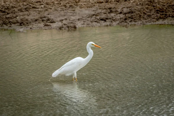 Yellow-billed egret standing in the water. — Stock Photo, Image