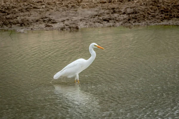 Yellow-billed zilverreiger staande in het water. — Stockfoto