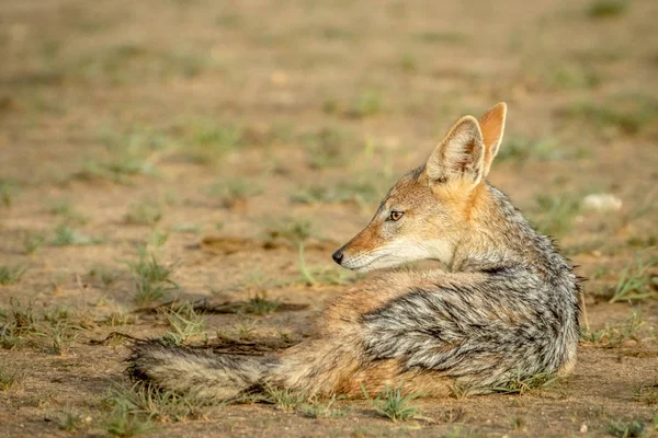 Black-backed jackal laying down. — Stock Photo, Image