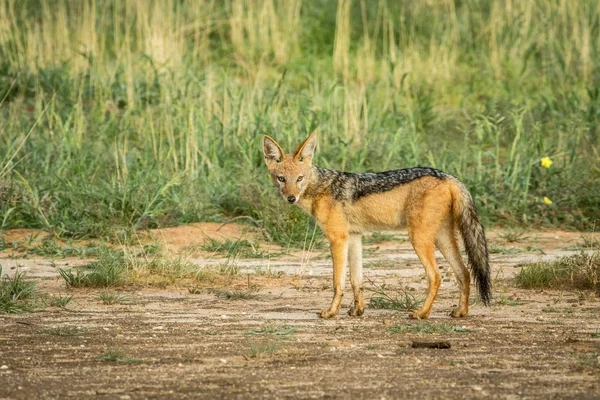 Black-backed jackal looking at the camera. — Stock Photo, Image