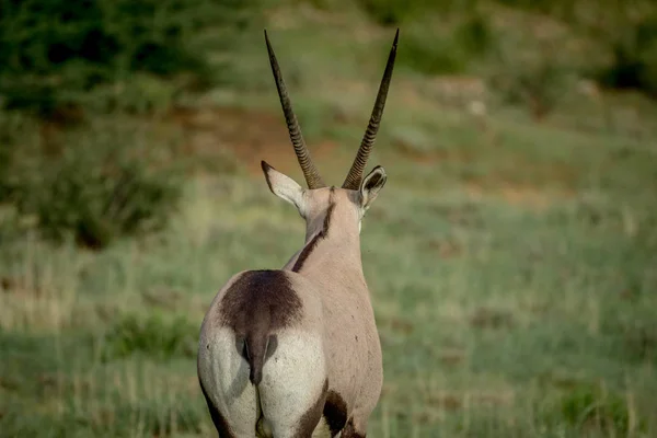 Starring Gemsbok from behind in Kalagadi. — Stock Photo, Image