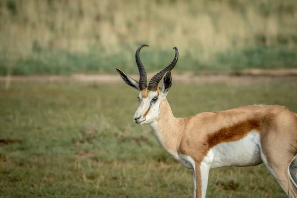 Profiel van de kant van een Springbok in Kalagadi. — Stockfoto