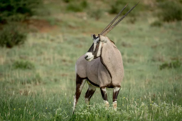 Стороні профілю Gemsbok в на Kalagadi. — стокове фото